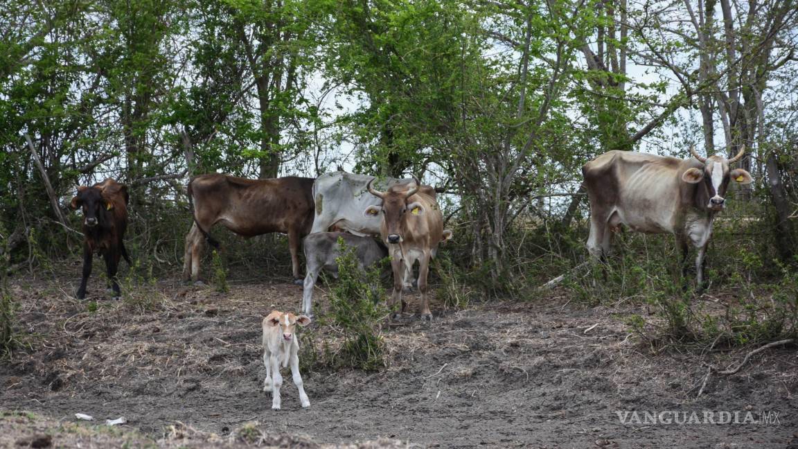 Concentran 10 estados 64% de robo de ganado en México; acusan aumento de extorsión y cobro de piso