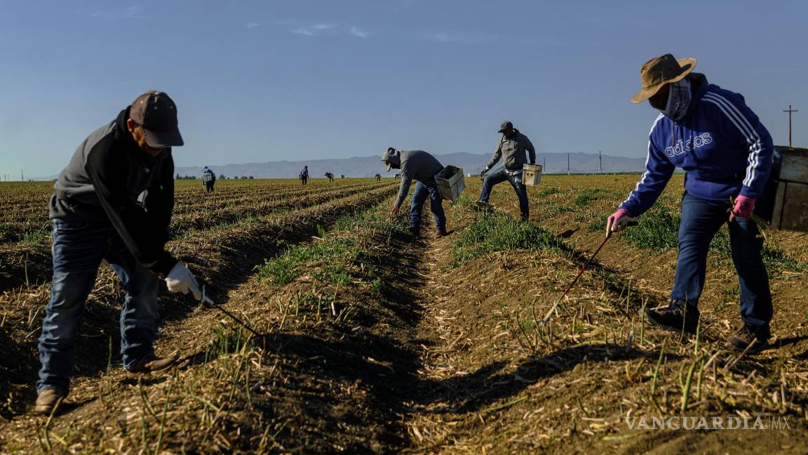 $!Los trabajadores recogen espárragos, un cultivo que requiere mucha mano de obra y que ha sido difícil de mecanizar, en una granja en Firebaugh, California.