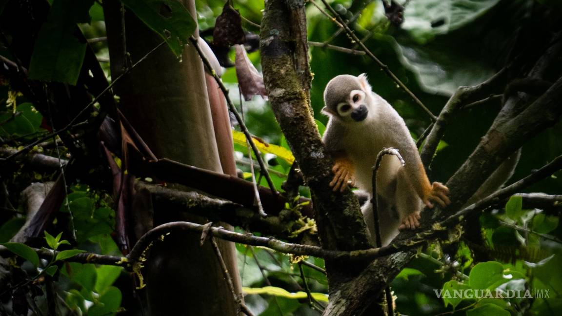 $!Un mono descansa en un árbol en la selva tropical del Parque Nacional Yasuní en Ecuador, el 19 de octubre de 2022.