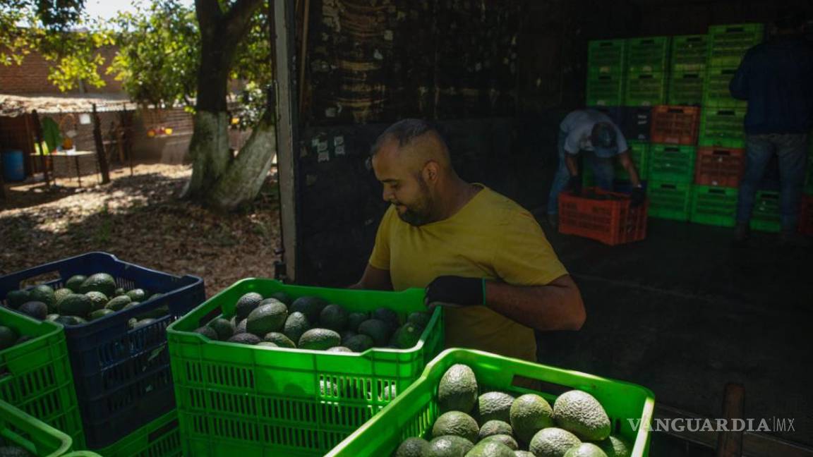 Ruta de los aguacates mexicanos para el Super Bowl, es larga y peligrosa