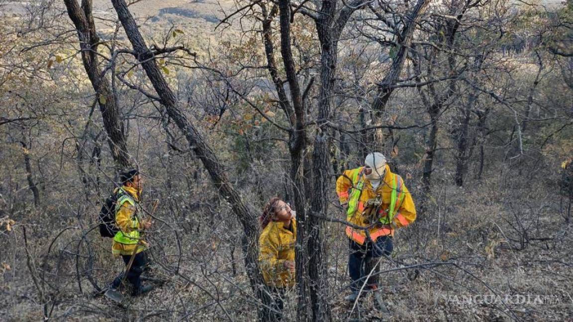 ‘Pirómano’ causa incendio en Sierra de Zapalinamé en Saltillo; fue visto quemando leña