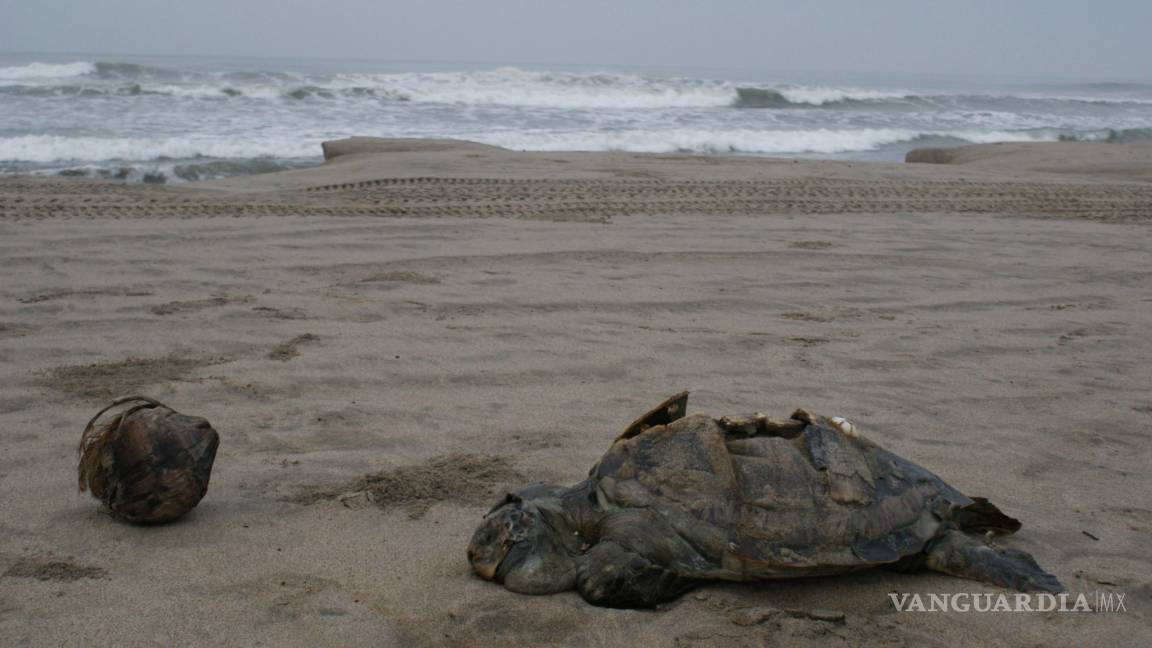 Reportan muerte masiva de tortugas en Guerrero