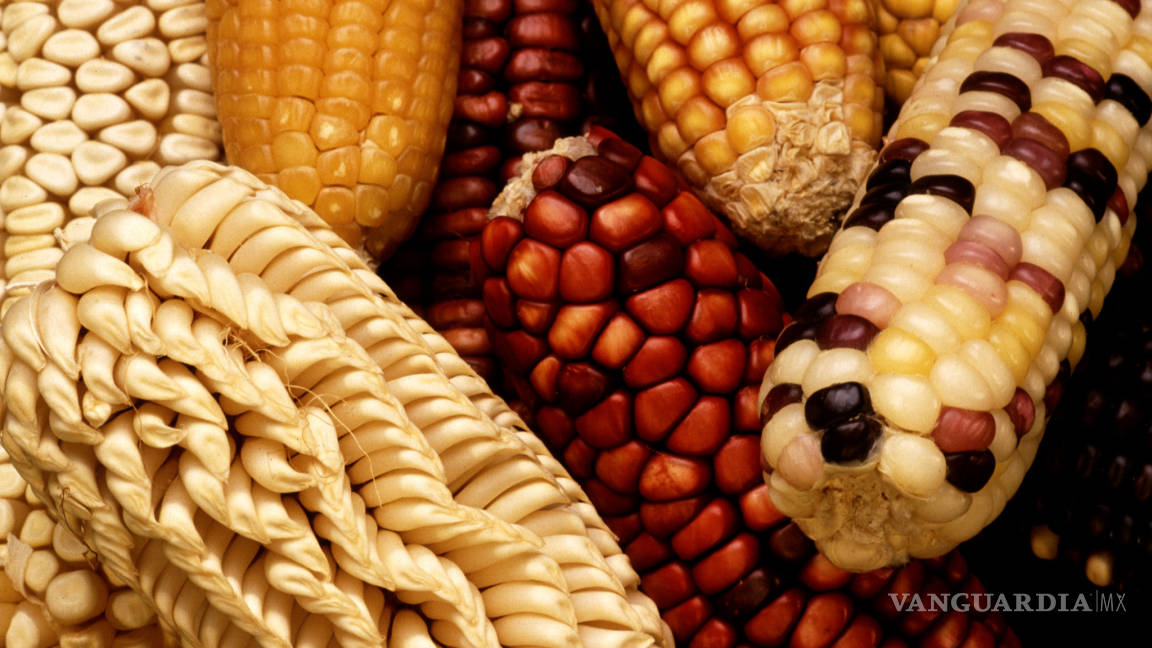 Transgénicos sí dañarán al maíz nativo: Monsanto