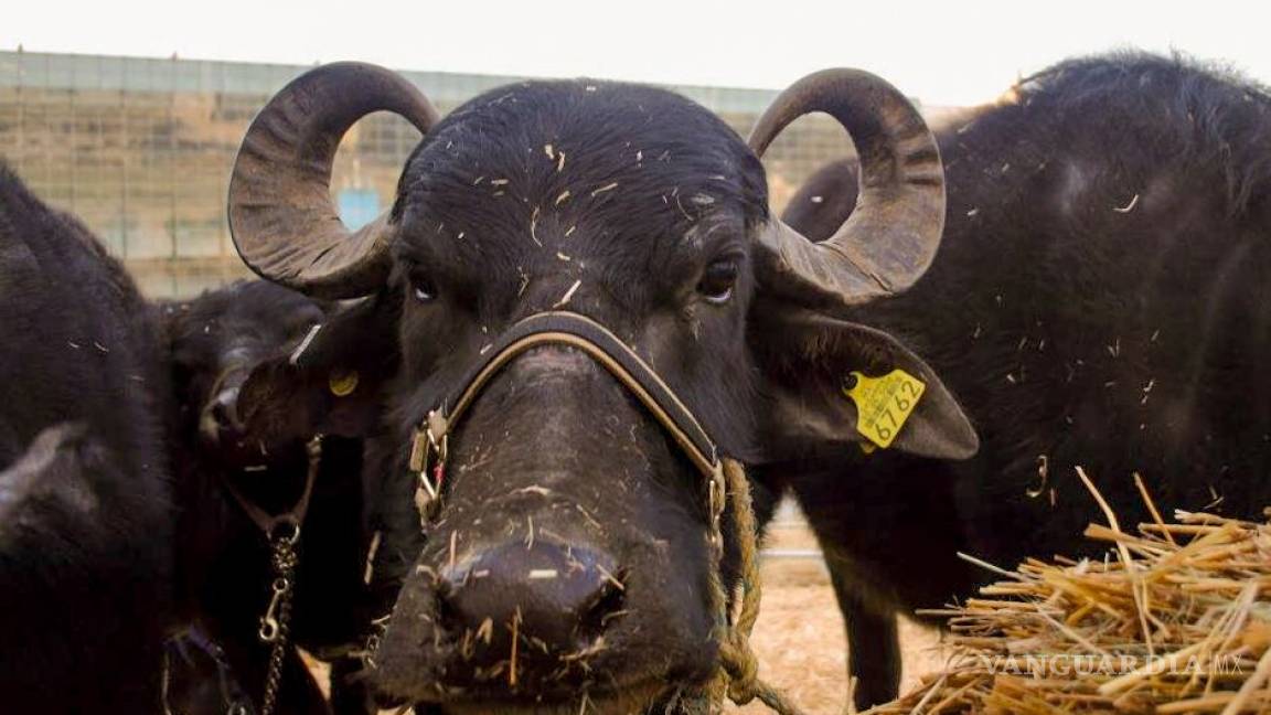 Crianza de búfalo diversifica la ganadería en el Norte de Coahuila