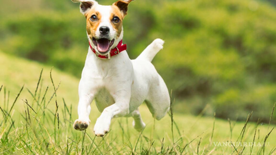 $!Los peores perros para los niños (parte 2)