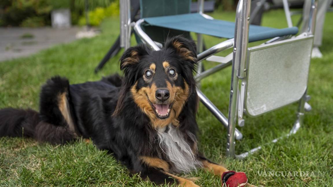 Una perra de rescate quedó ciega. Ahora ayuda a otros cachorros a evitar ese destino