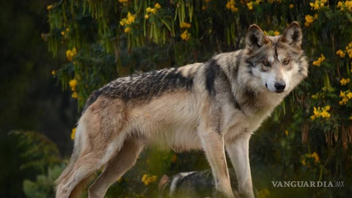 Lobo mexicano sobrevive en Arizona y Nuevo México