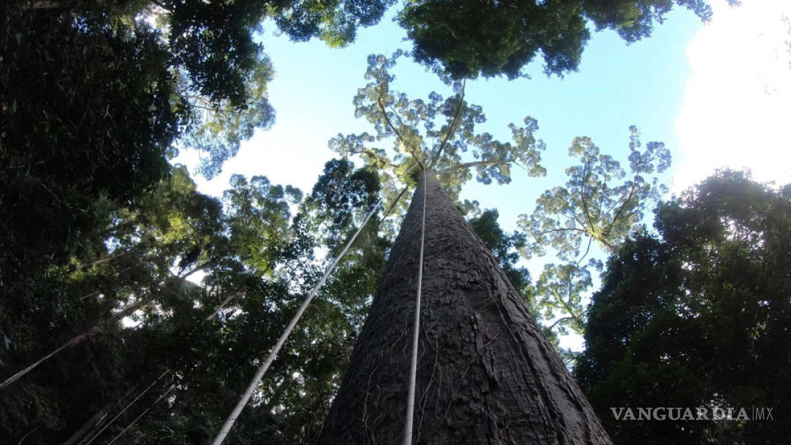 Descubren el árbol más alto del mundo en Borneo