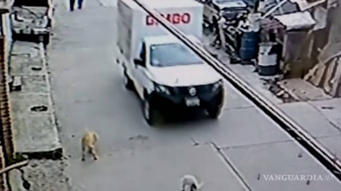 Video muestra cuando supuesta camioneta de Bimbo atropella a un perro