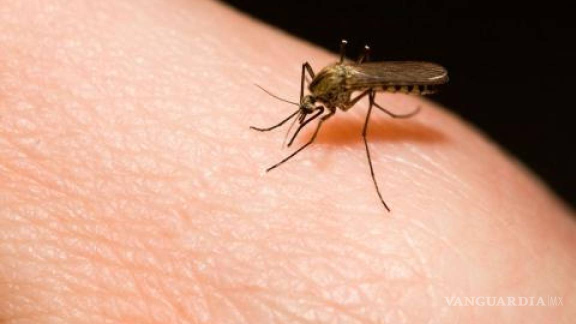 La OMS teme que puedan morir este año 769 mil personas en África por malaria