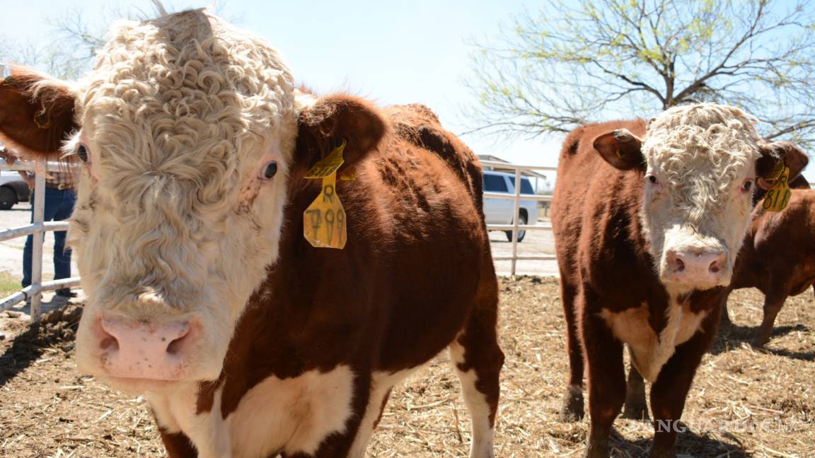 MIMOSA impulsa mejoramiento genético de ganado en Monclova