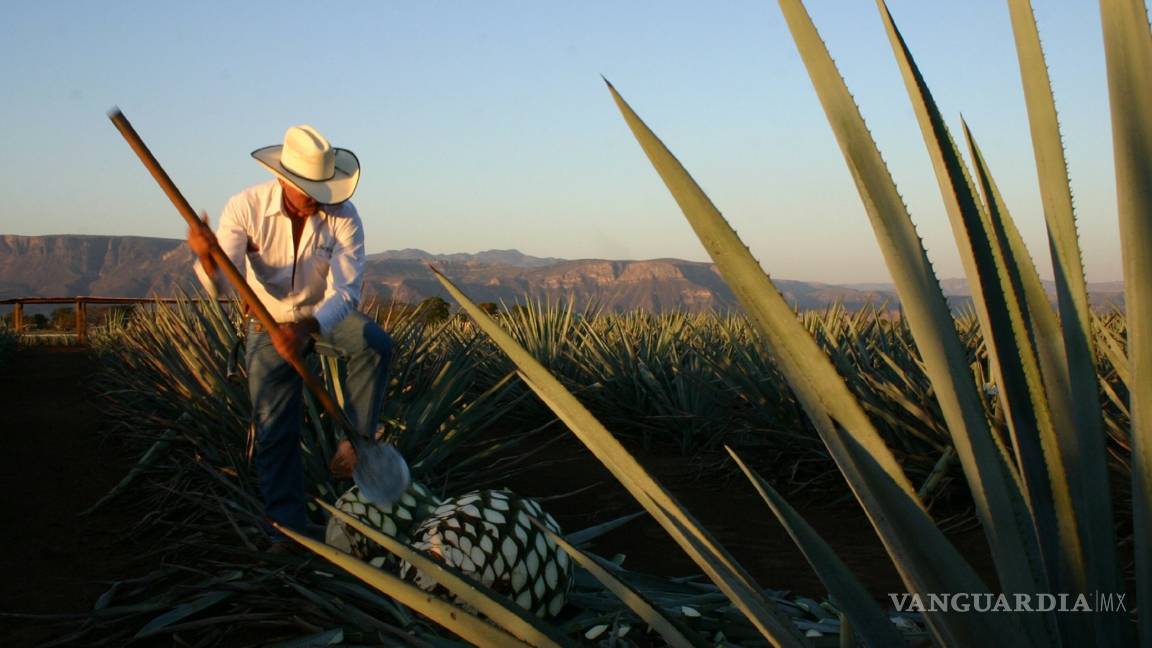 $!Tequileros mexicanos buscan frenar 'Teslaquila' de Elon Musk