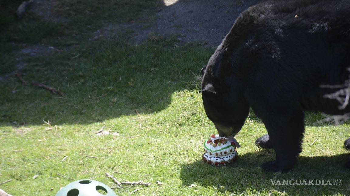 Festejan en el Museo del Desierto de Saltillo, cumpleaños de los osos Capi y Camila