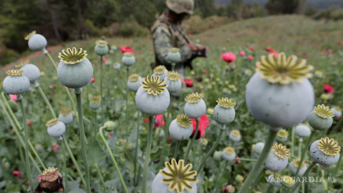 En riesgo economía de pueblos en guerrero: vivían de la goma de opio; fentanilo desploma precio