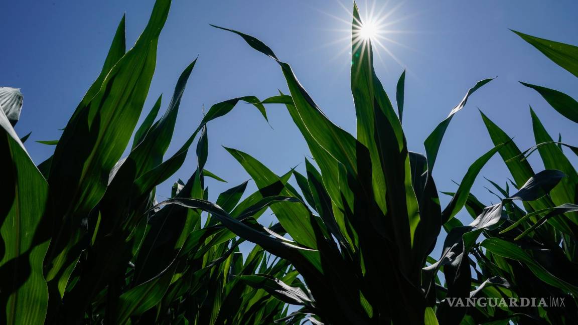 $!El maíz crece en un campo en el Centro Agrícola del Sudeste-Purdue en Butlerville, Indiana.