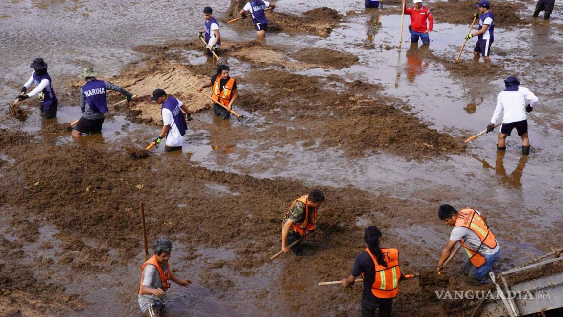 Semar intensifica esfuerzos para combatir sargazo en el Caribe