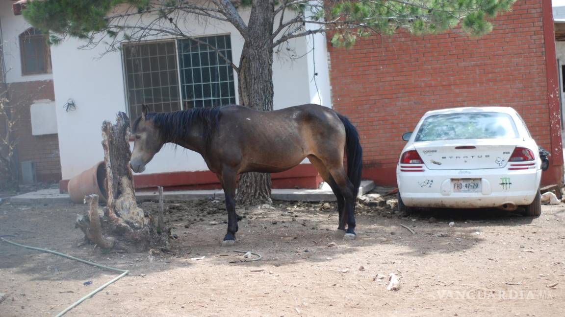 Denuncian abandono de seis caballos en colonia de Saltillo