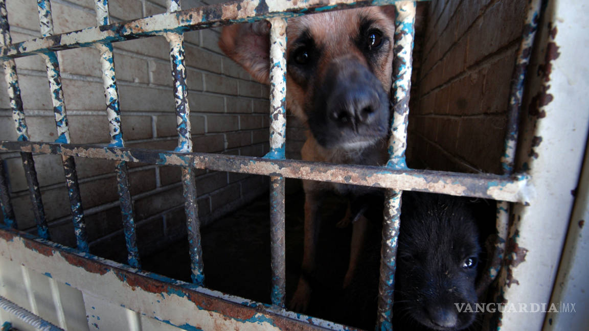 En Saltillo, de 4 mil 700 perros callejeros capturados únicamente son adoptados 700; &quot;dormirlos&quot; cuesta entre 5 y 7 mil pesos por cada uno