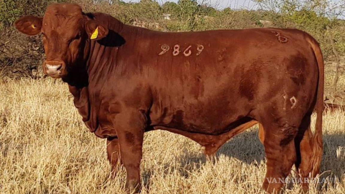 Subasta Coahuila toros mejorados genéticamente, para impulsar sector ganadero