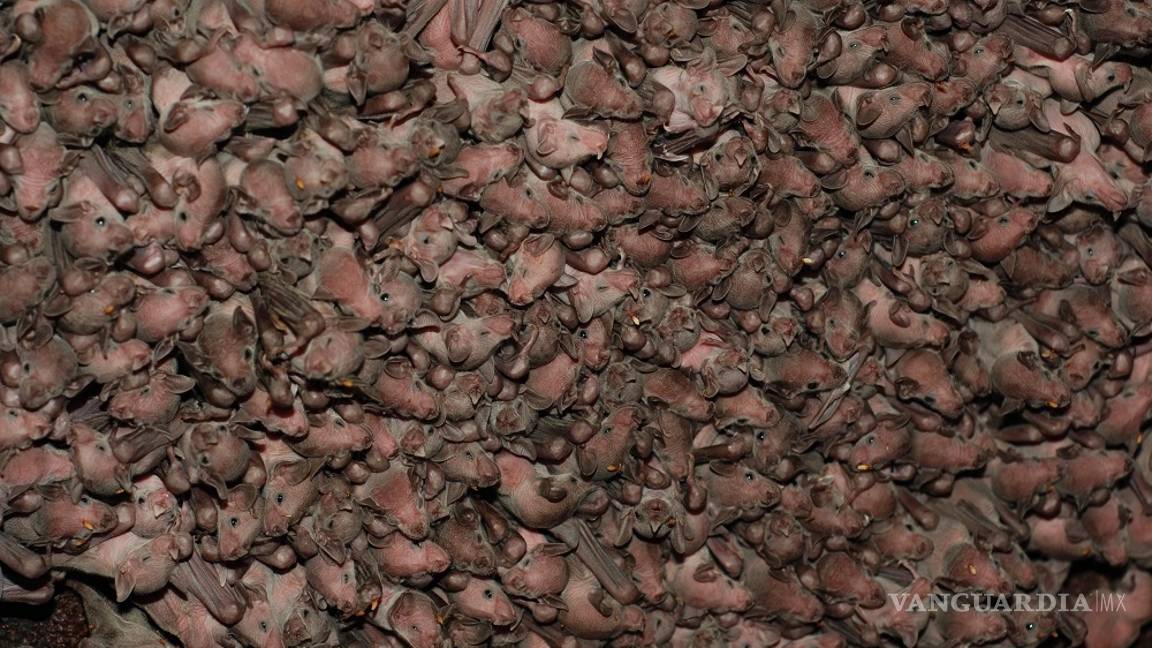 $!Busca México proteger a los murciélagos con la creación de un santuario