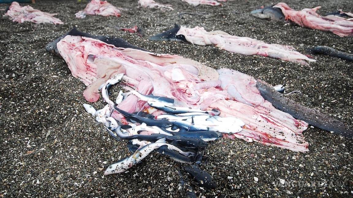 $!En México los tiburones valen más vivos que muertos