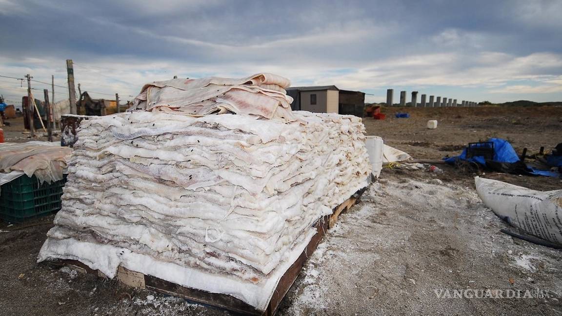 $!En México los tiburones valen más vivos que muertos