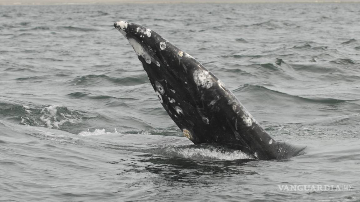 Atiende Profepa varamiento de 10 ballenas muertas en BCS y Nayarit