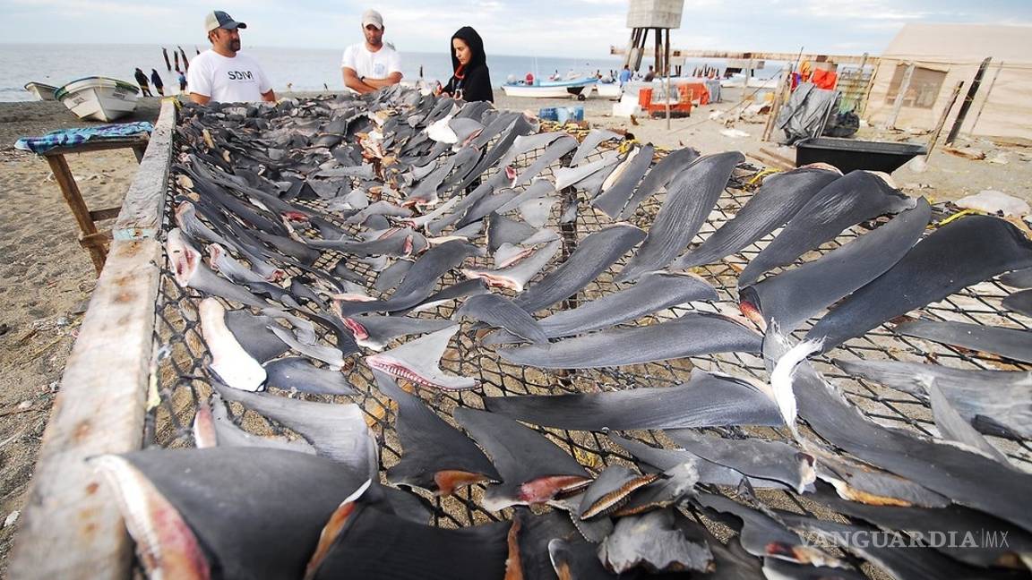 $!En México los tiburones valen más vivos que muertos