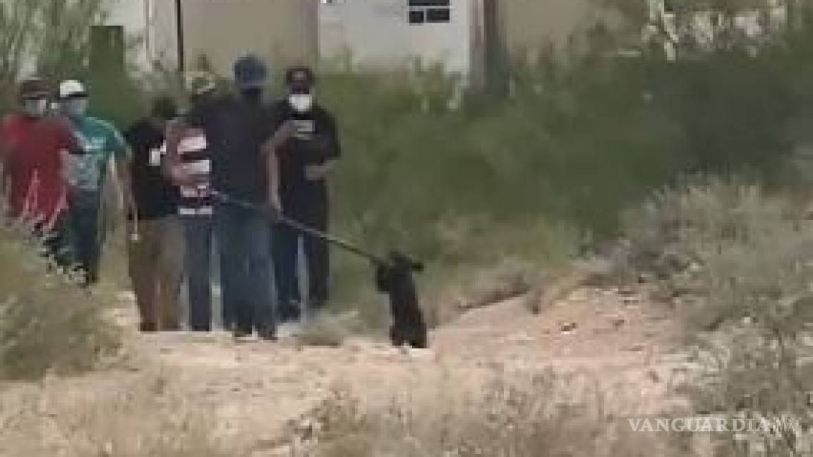 Exhiben crueldad animal en Coahuila; maltratan a osezno al capturarlo (video)