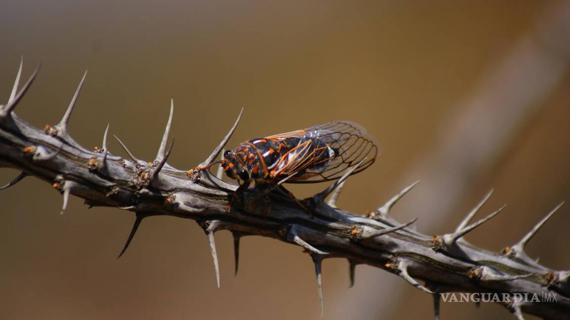 $!Por su parte, las culturas actuales le han dedicado uncluso una canción vernácula mexicana.
