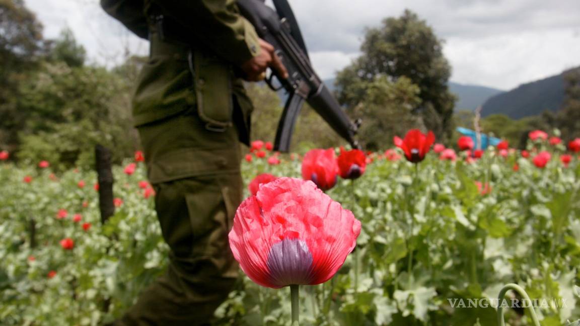 Académicos de la UNAM respaldan propuesta de Cienfuegos de legalizar amapola