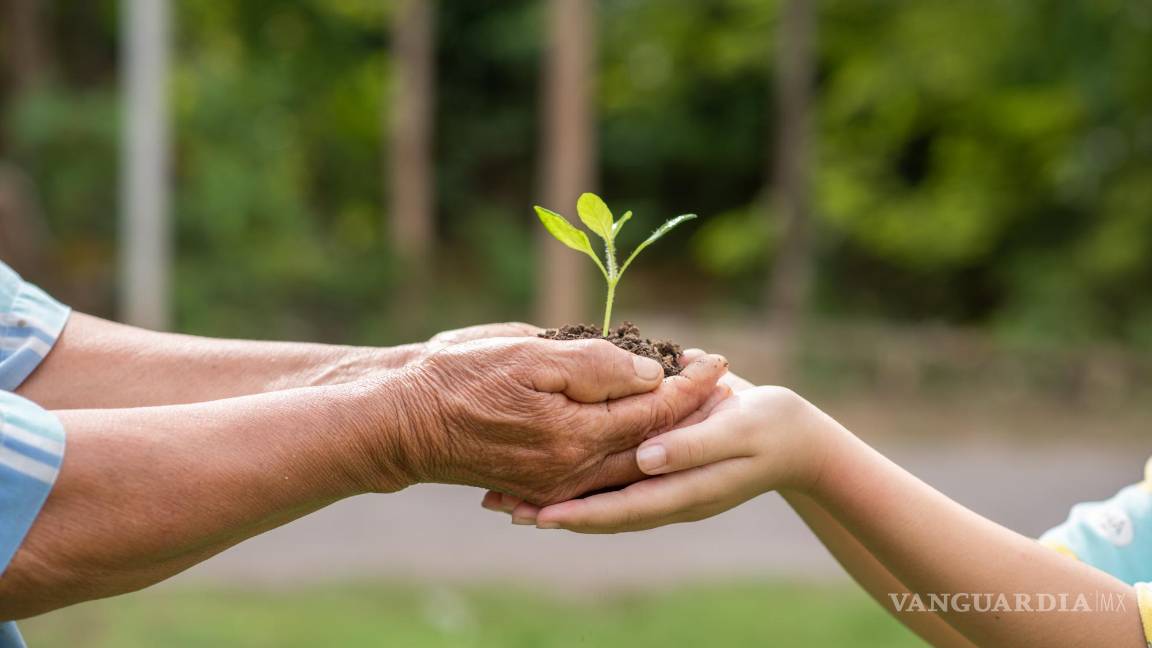 $!El paisajismo se convierte en un elemento crucial en la creación y mantenimiento de espacios verdes.
