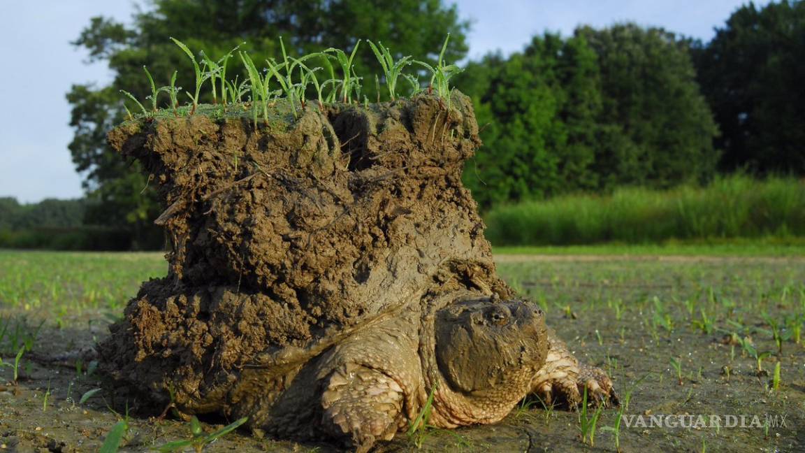 Sorprende tortuga que carga al 'mundo'