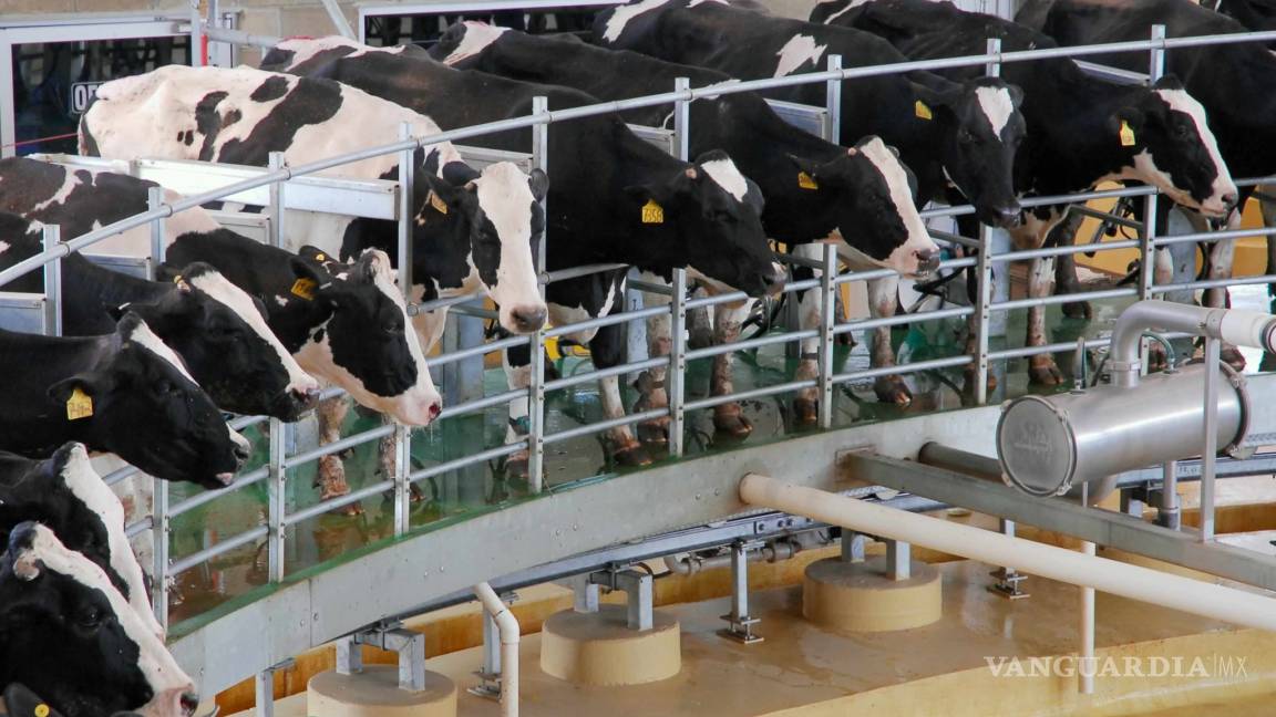 Demandan incrementar el pago a productores de leche en el norte de Coahuila