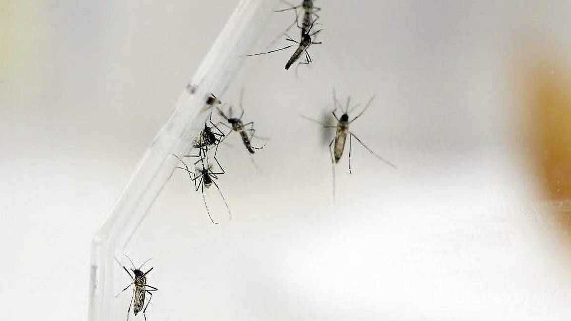 $!Mosquitos Aedes Aegypti en el laboratorio del departamento de Entomología del Centro para el Control y Prevención de las Enfermedades (CDC), en San Juan.