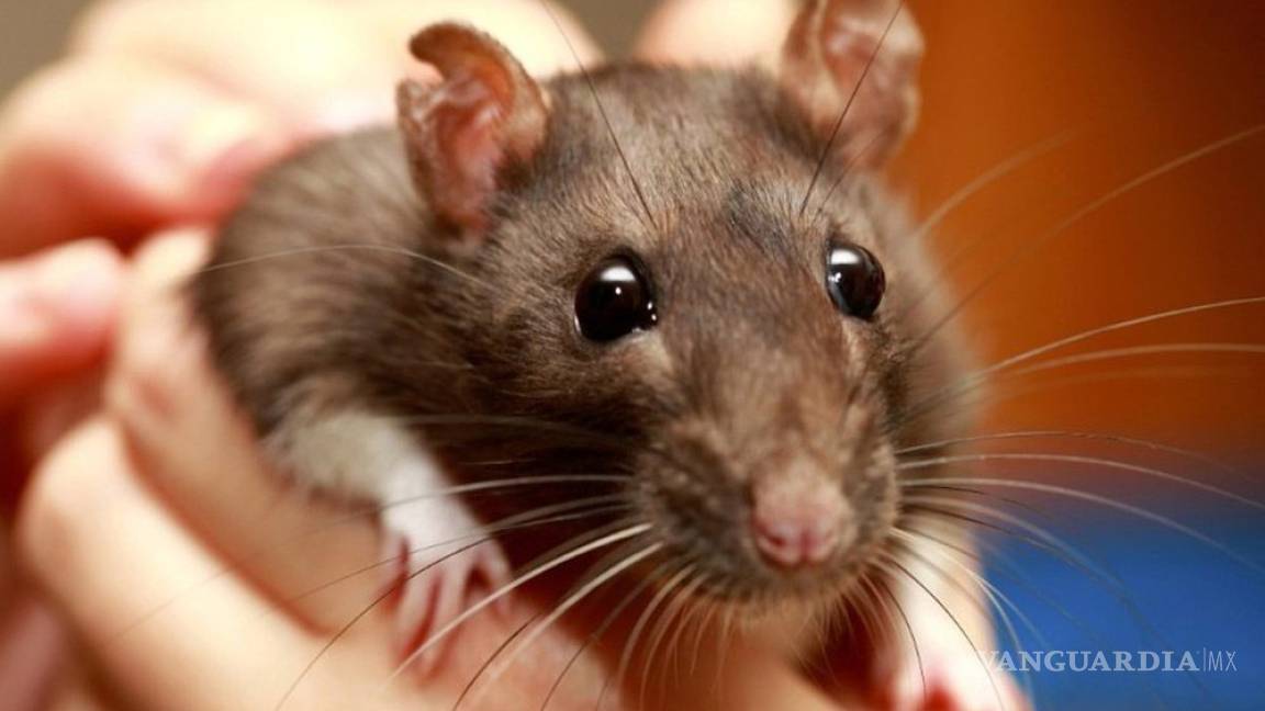 Estudio demuestra que ratas pueden recordar quién las ayudó y regresar el favor