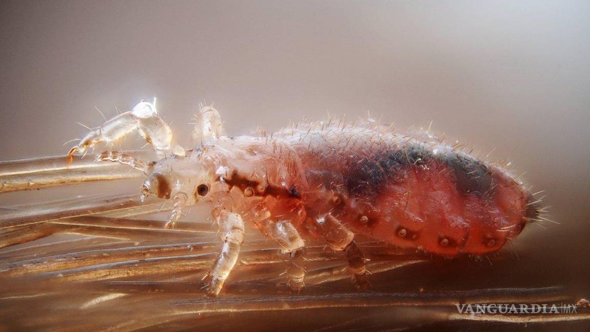 $!¿Qué es la rickettsiosis?... estos son los insectos que transmiten esta rara enfermedad