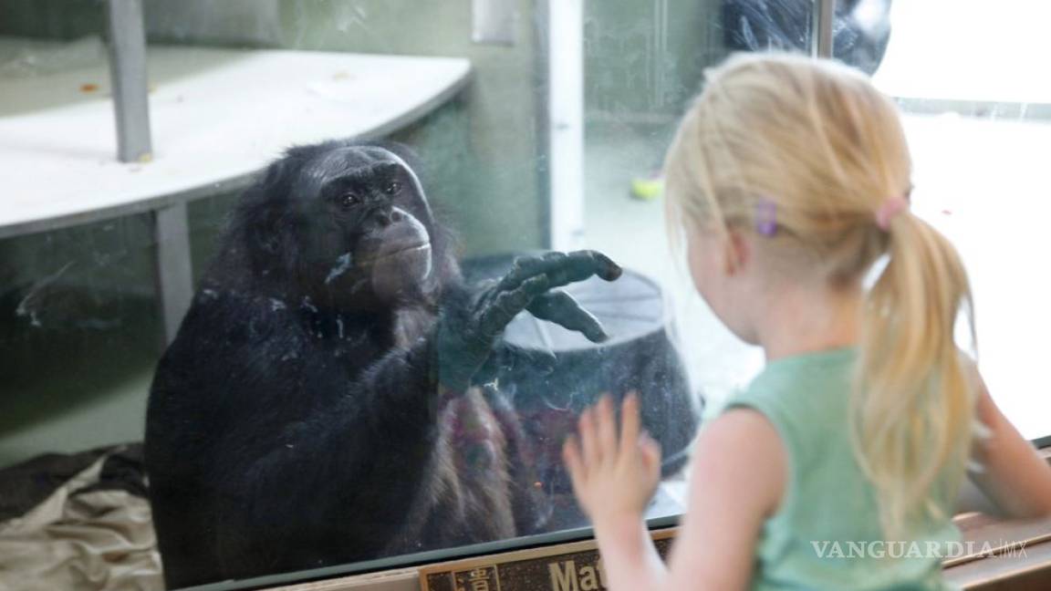Lo que nos dicen chimpancés y bebés sobre el lenguaje humano