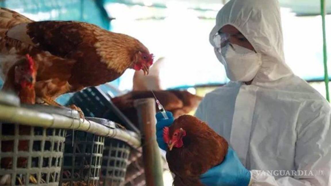 Gripe aviar se está adaptando a mamíferos, advierte la OMS