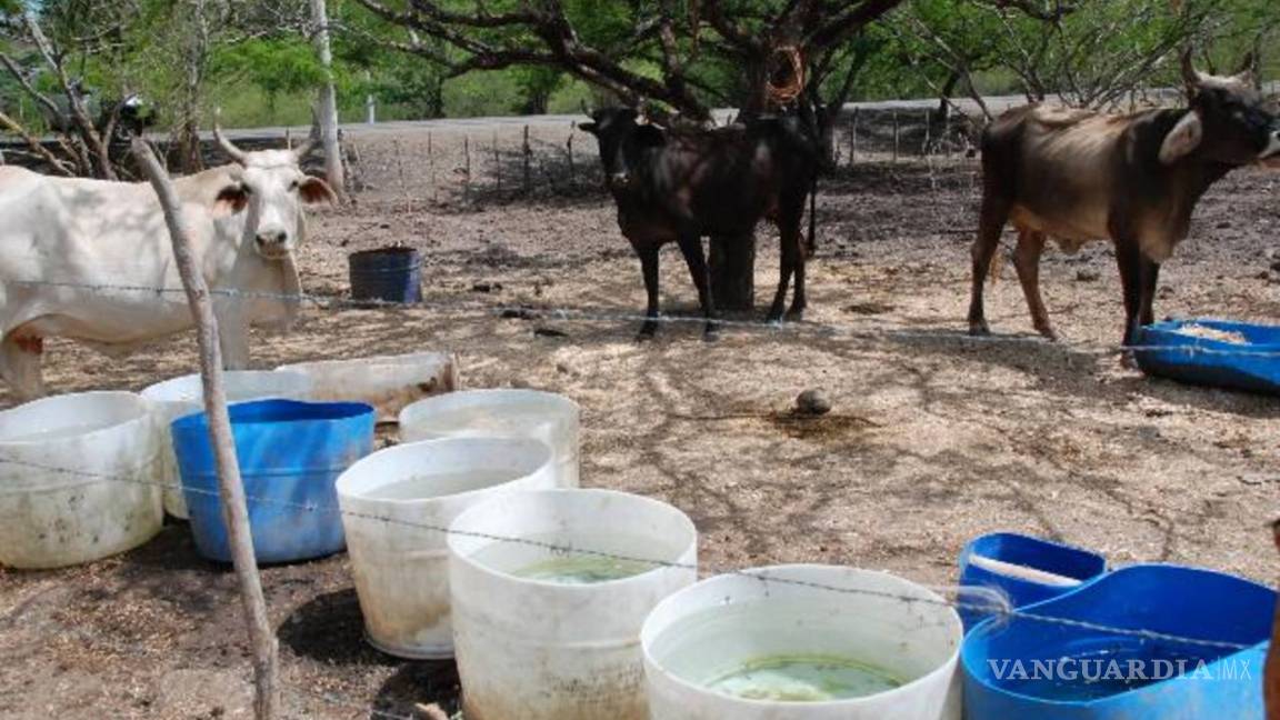 Se han ejercido más de 536 MDP para atender a productores agropecuarios afectados por la sequía