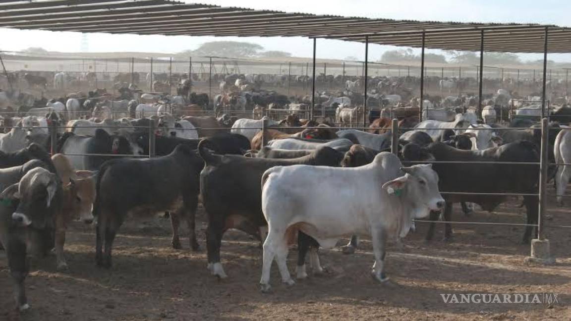 Pese a pandemia, creció seis por ciento exportación de ganado bovino a EU