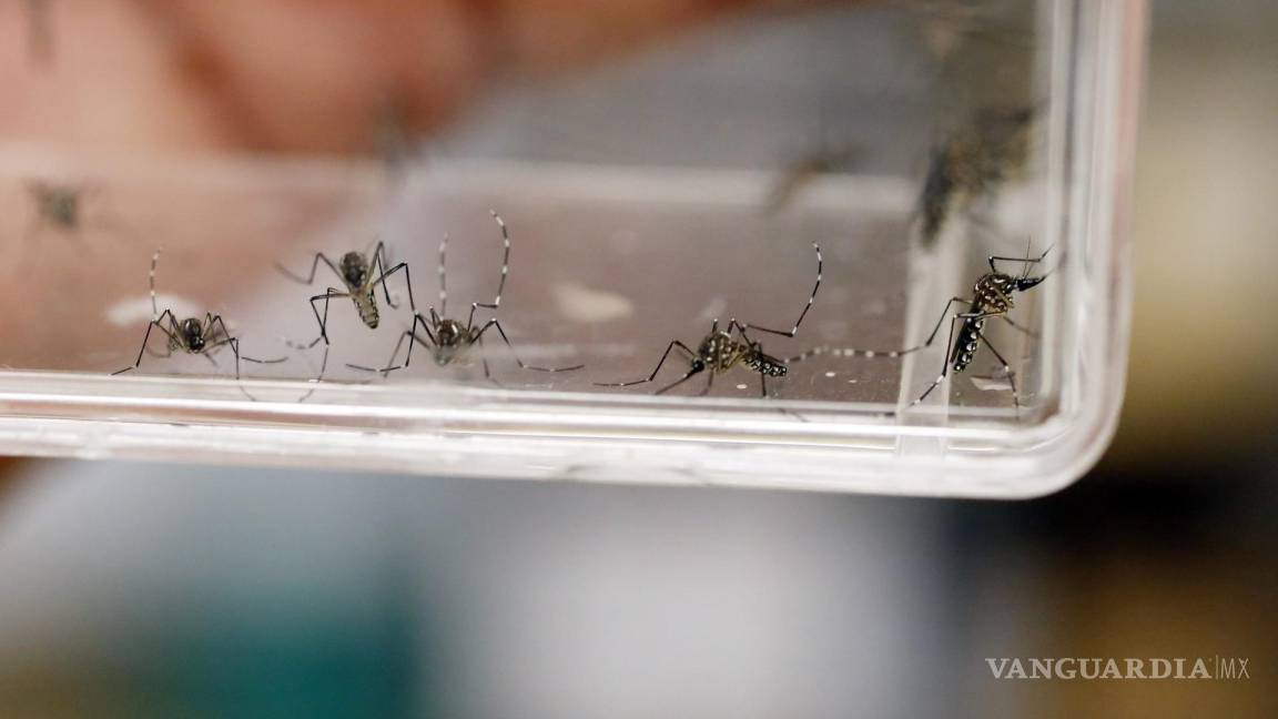 Descubren cuál es el arma del mosquito transmisor del dengue para invadir más fácilmente el organismo humano