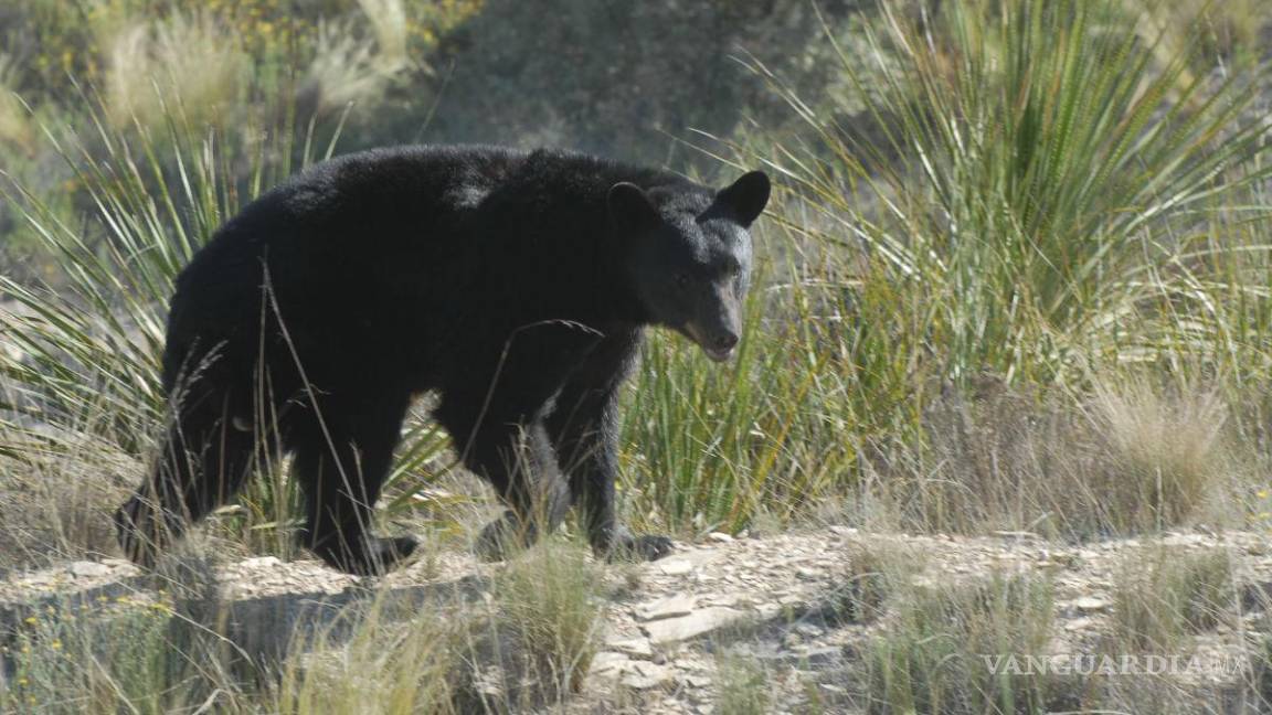 Reportan avistamiento de osos en ejidos de Arteaga