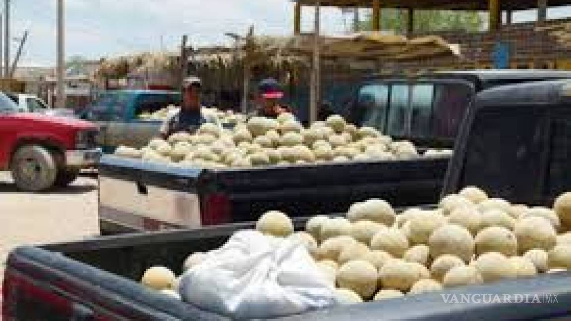Se estabiliza el precio del melón en La Laguna