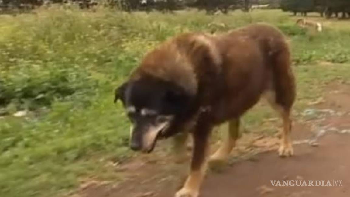 $!El perro más viejo del mundo muere a sus 30 años