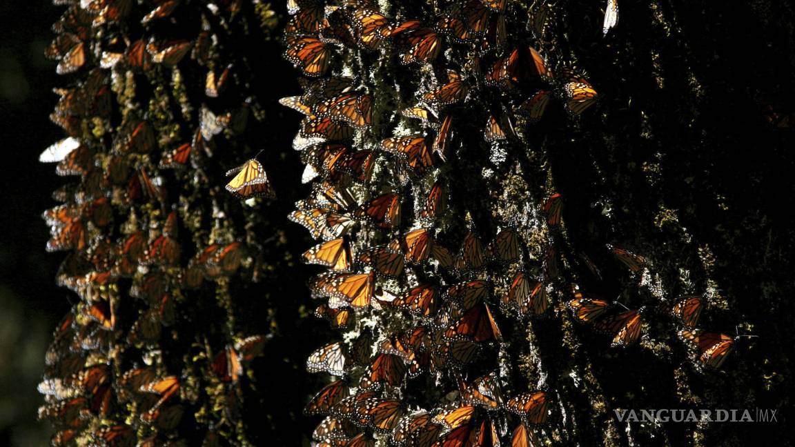 Pierde la mariposa monarca superficie de bosque que ocupa para hibernar en México