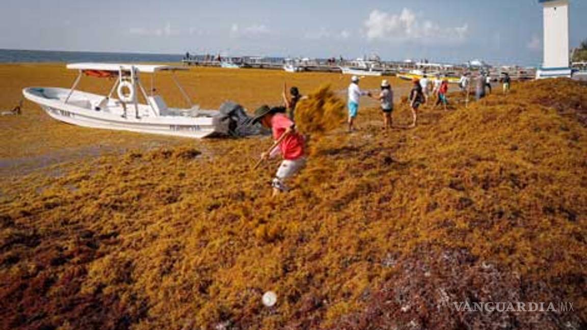 $!Toneladas de sargazo invaden costas mexicanas