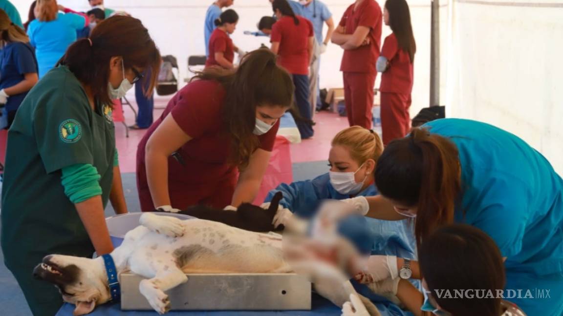 Esteriliza Salud Pública de Torreón más de 200 animales domésticos