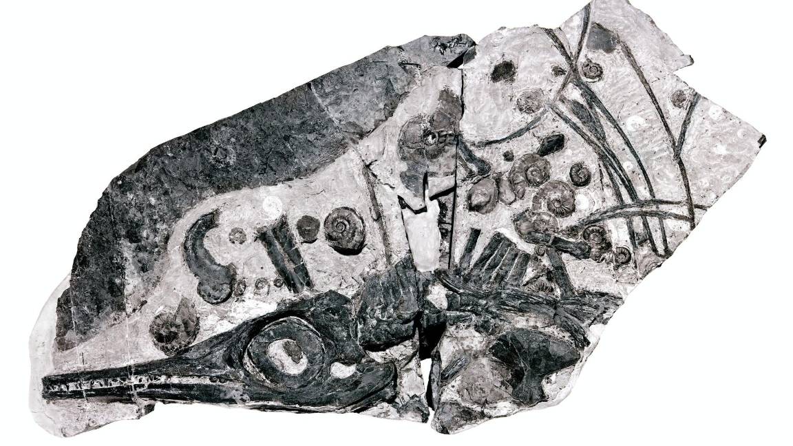 $!Fósil de ictiosaurio rodeado por ammonites, un alimento que posiblemente impulsó su crecimiento. EFE/Georg Oleschinski/Universidad de Bonn
