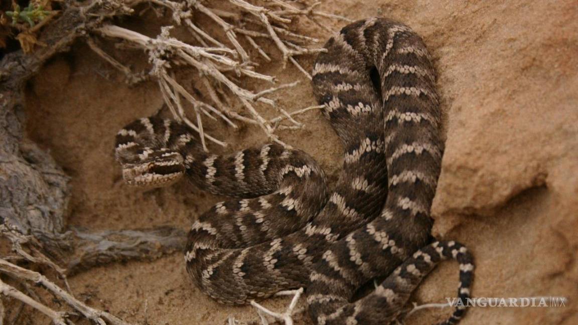 $!Serpiente pitviper Gloydius intermedius, del desierto de Gobi en Mongolia.
